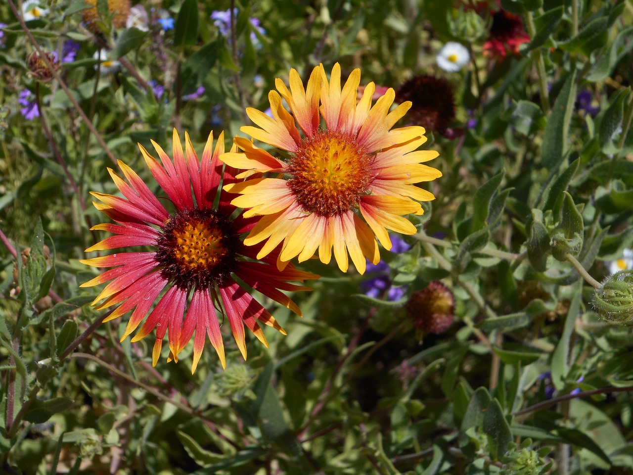 Daisy, Gėlė, Pavasaris, Gėlių, Gamta, Žydėti, Augalas, Žiedas, Žiedlapis, Šviesus