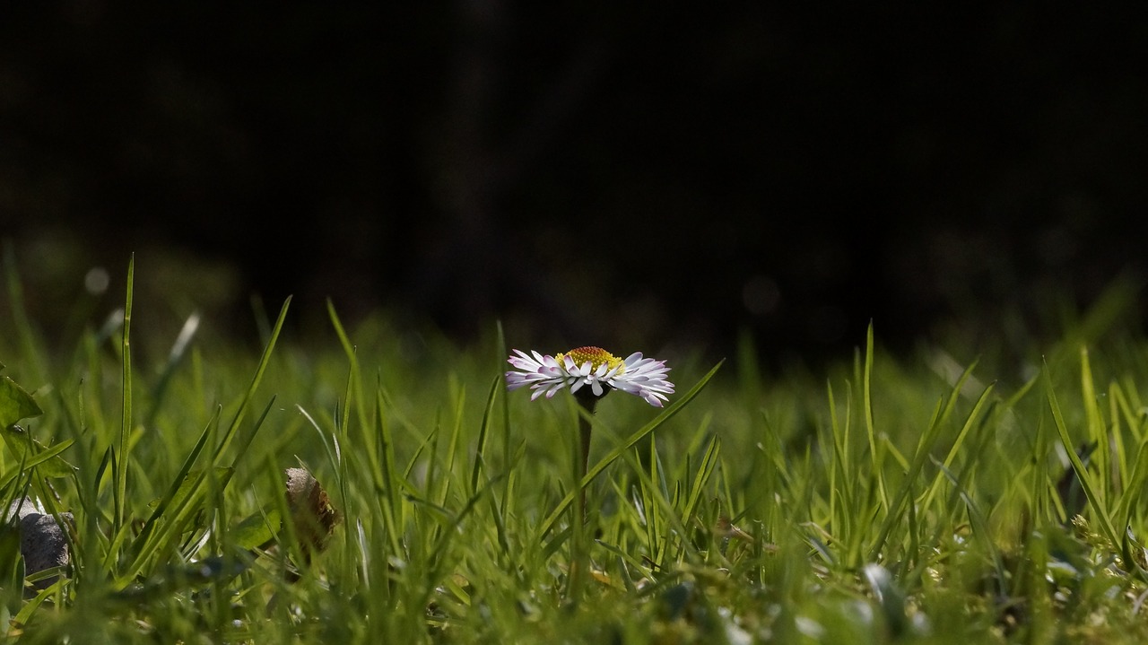 Daisy, Žolė, Vasara, Žalias, Pieva, Nemokamos Nuotraukos,  Nemokama Licenzija