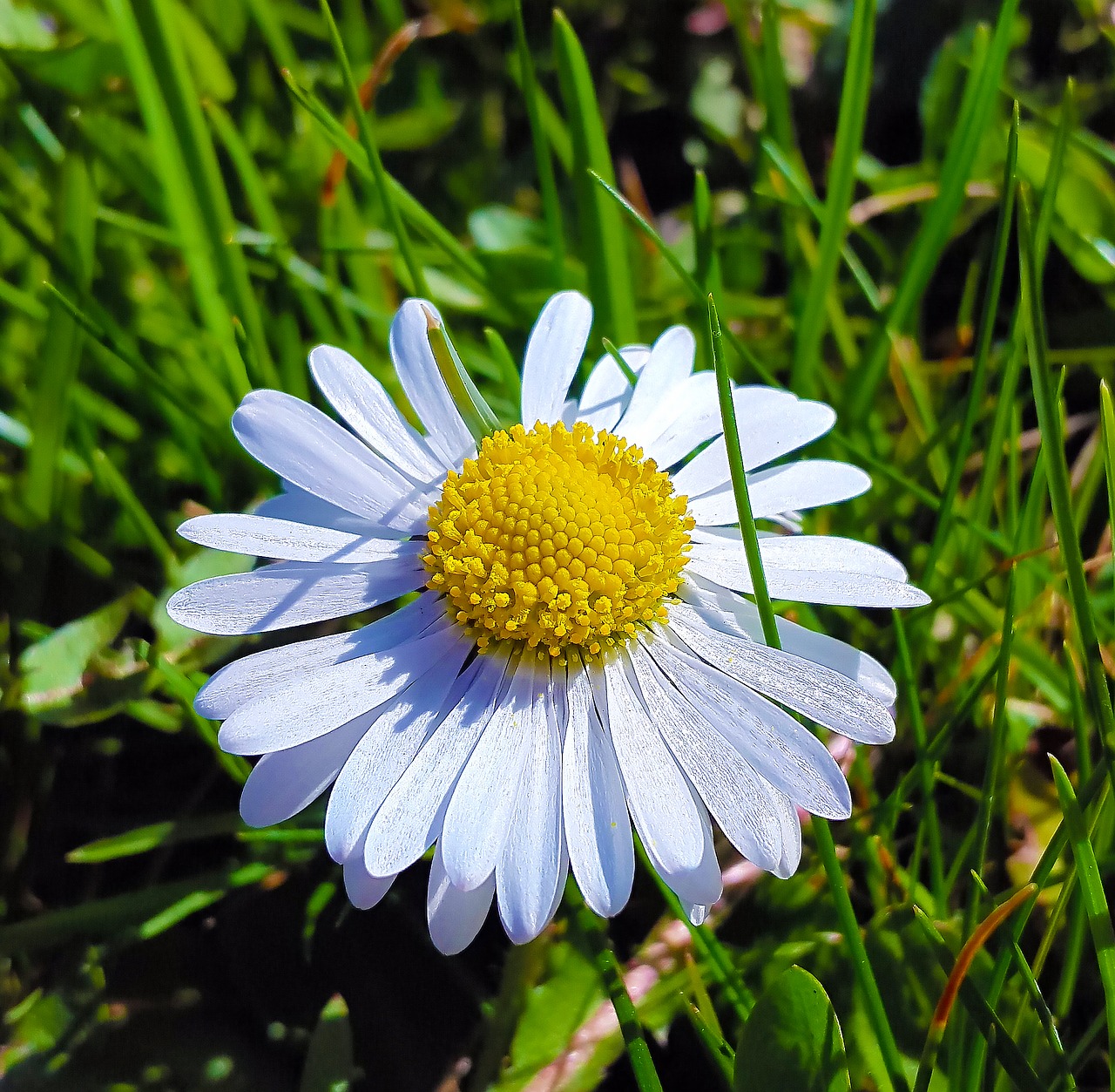 Daisy, Žolė, Gamta, Laisvalaikis, Saulė, Vasara, Pieva, Laukas, Pavasaris, Žalias