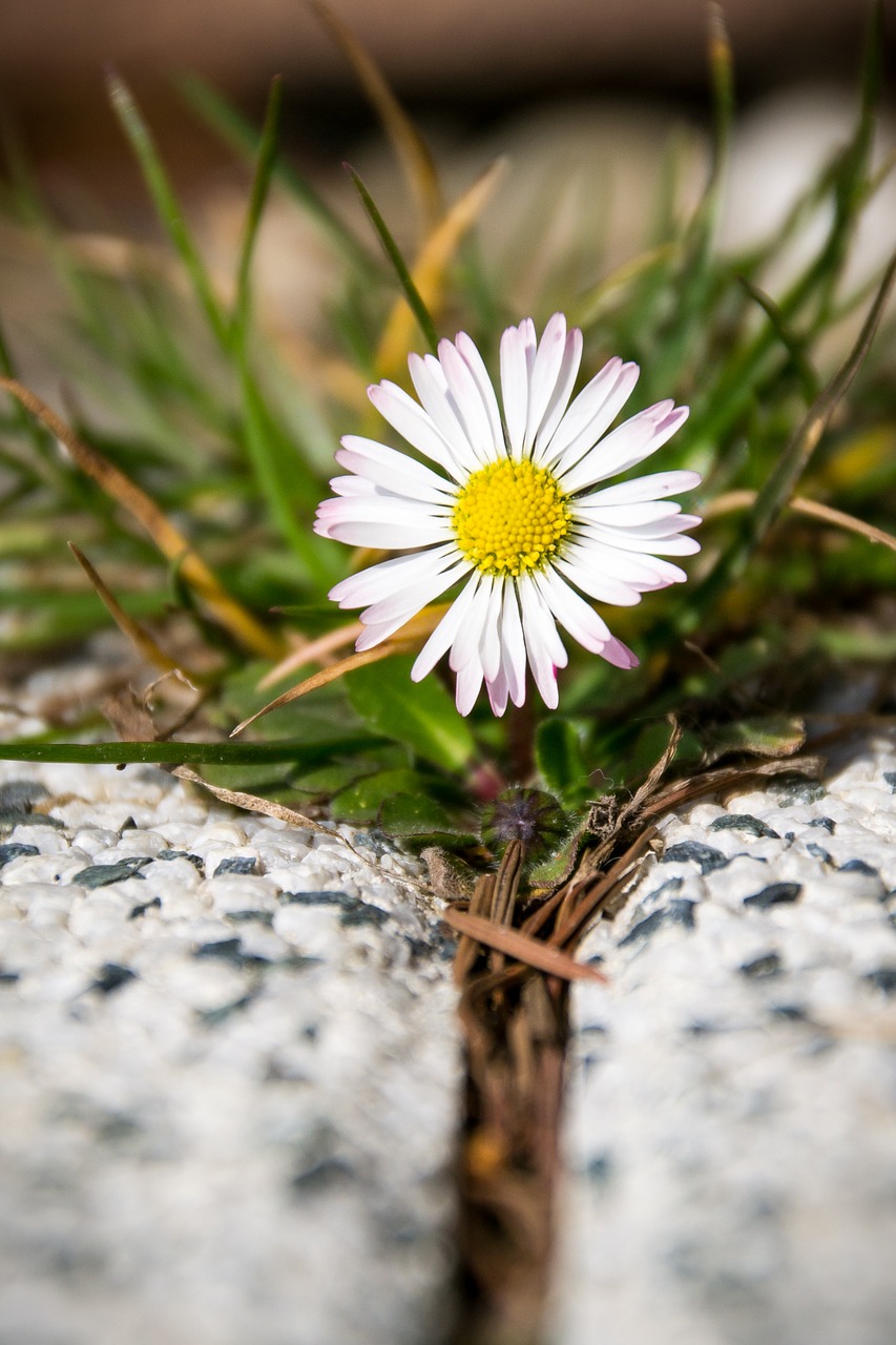 Daisy, Gėlė, Geltona, Rozės, Pavasaris, Balta, Gamta, Makro, Žolė, Gėlės