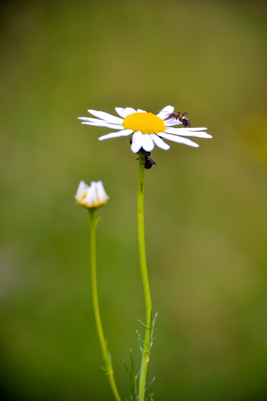 Daisy, Gėlė, Geltona, Rozės, Pavasaris, Balta, Gamta, Žalias, Makro, Gėlės