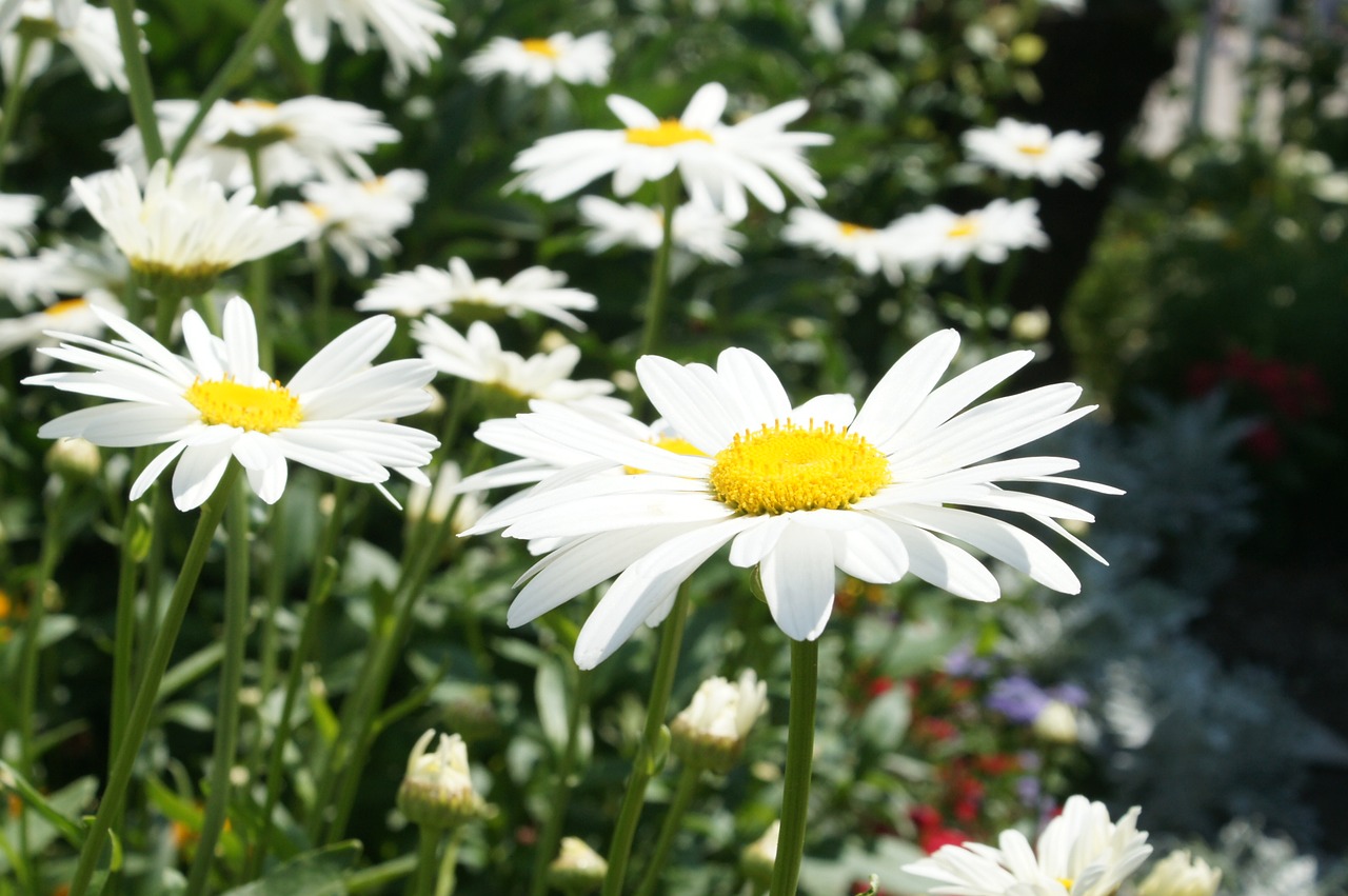 Daisy, Sodas, Šviesus, Saulėtas, Sodininkystė, Gėlė, Nemokamos Nuotraukos,  Nemokama Licenzija