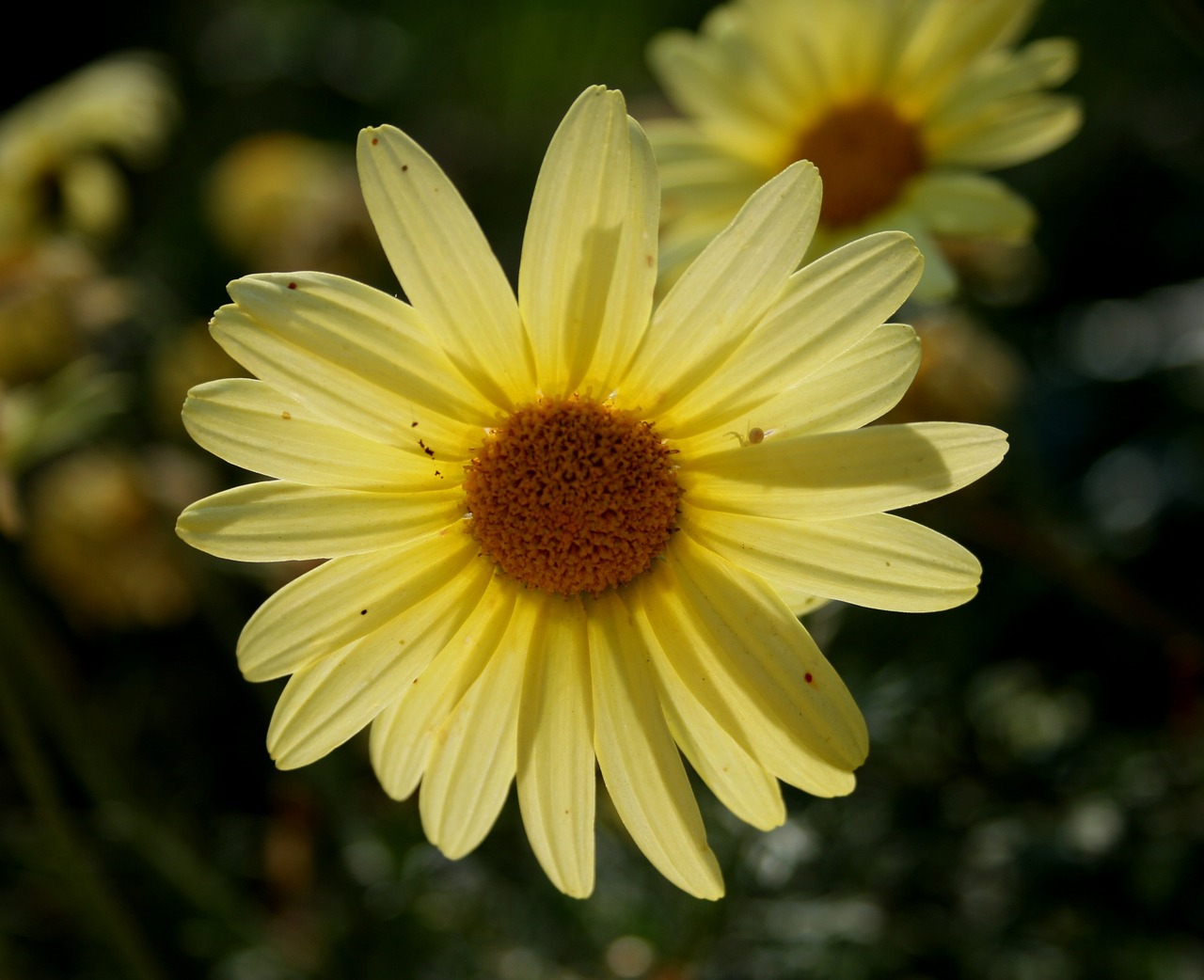 Daisy, Minkšta Geltona, Žiedlapiai, Skanėsto, Koncentrinis, Spinduliavimo, Centras, Tamsiai Geltona, Voras, Mažas