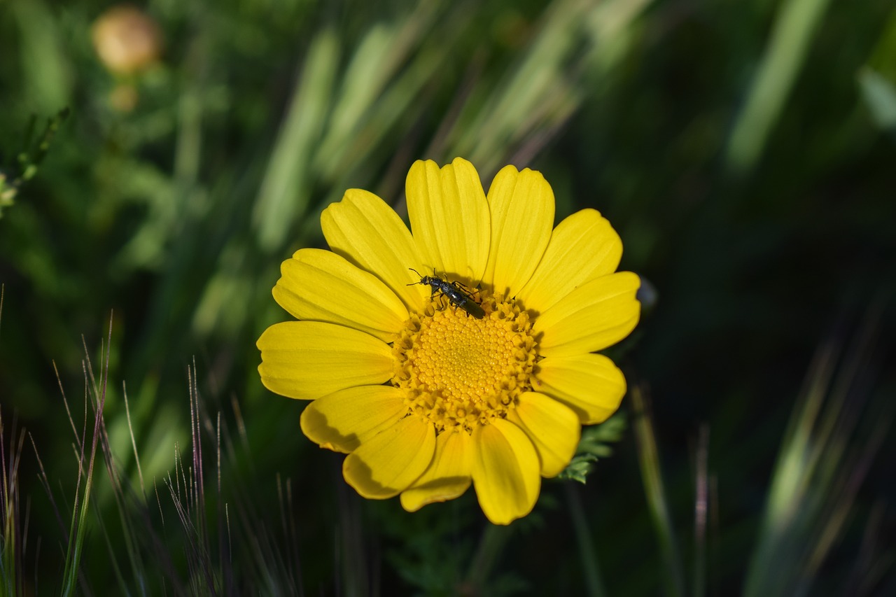 Daisy, Vabzdys, Gamta, Gėlė, Pavasaris, Augalas, Geltona, Pieva, Žiedas, Laukinė Gamta