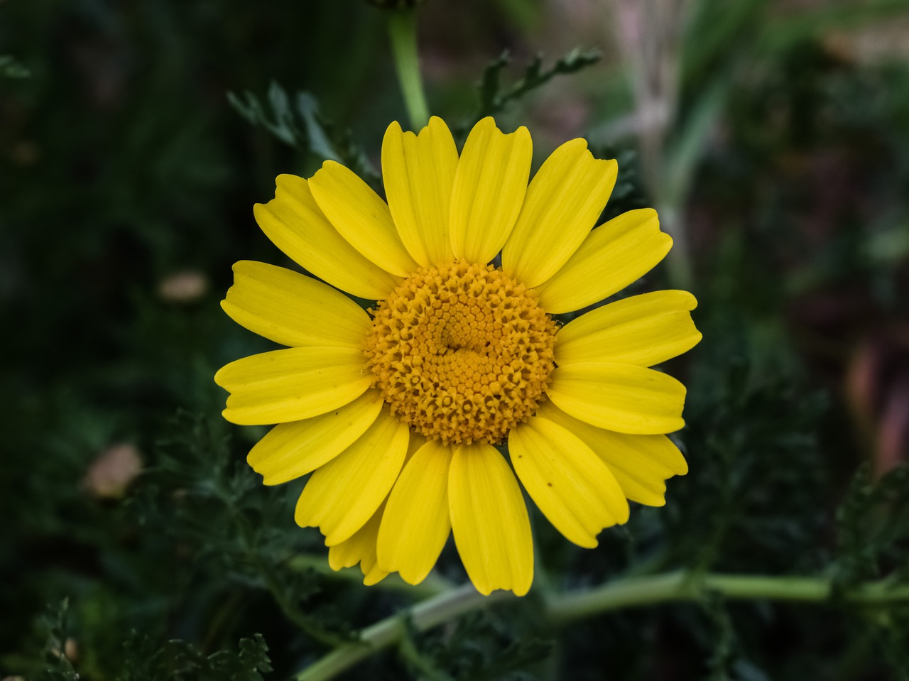 Daisy, Gėlė, Gamta, Pavasaris, Geltona, Žydėti, Žiedas, Žiedlapis, Žydi, Augalas