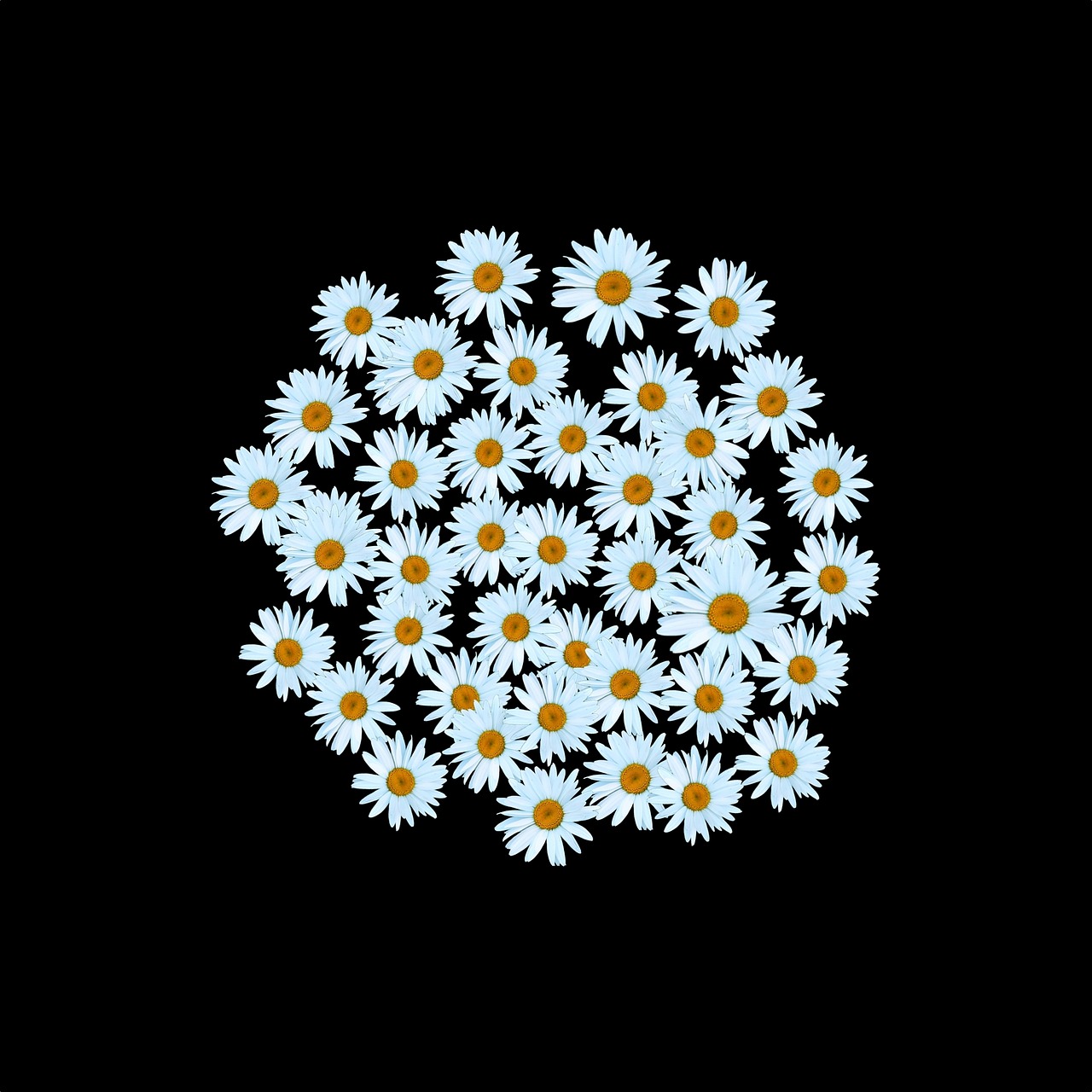 Daisy, Balta Daisy, Balta, Gėlė, Gėlių, Augalas, Geltona, Žalias, Žiedlapis, Šviežias