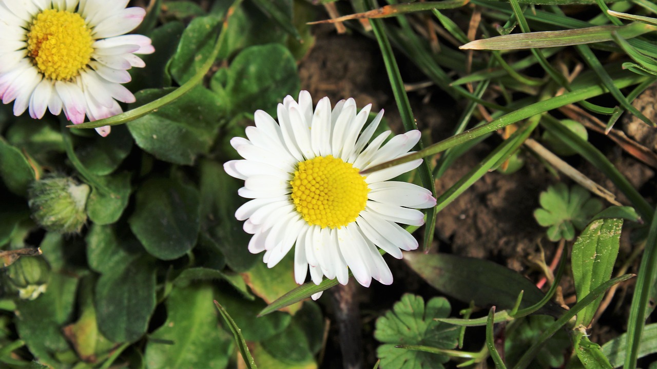 Daisy, Gamta, Gėlė, Augalas, Sodas, Flora, Rožinis, Pieva, Pavasaris, Balta