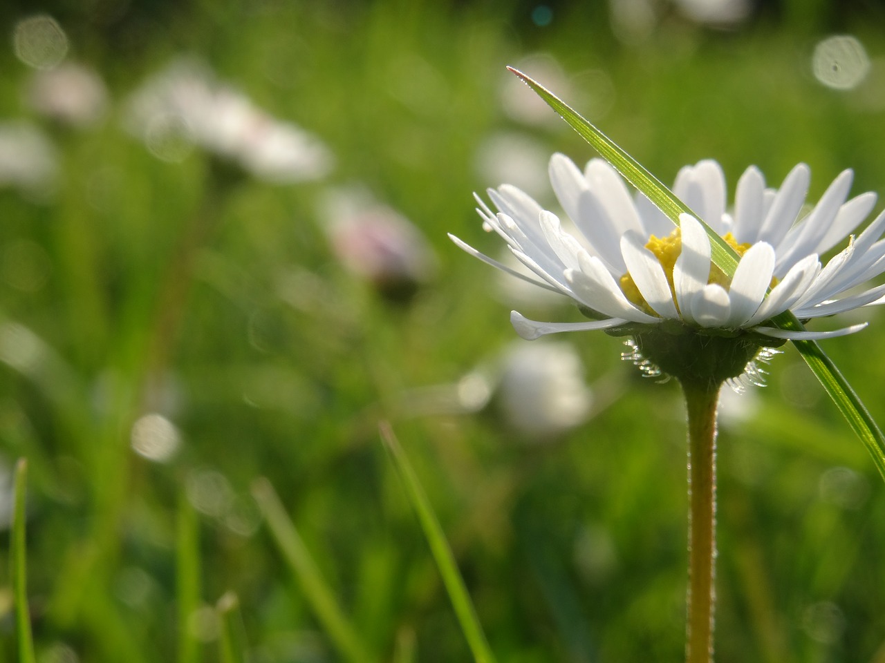 Daisy, Gėlė, Augalas, Žalias, Pavasaris, Gamta, Žolė, Flora, Žiedas, Žydėti