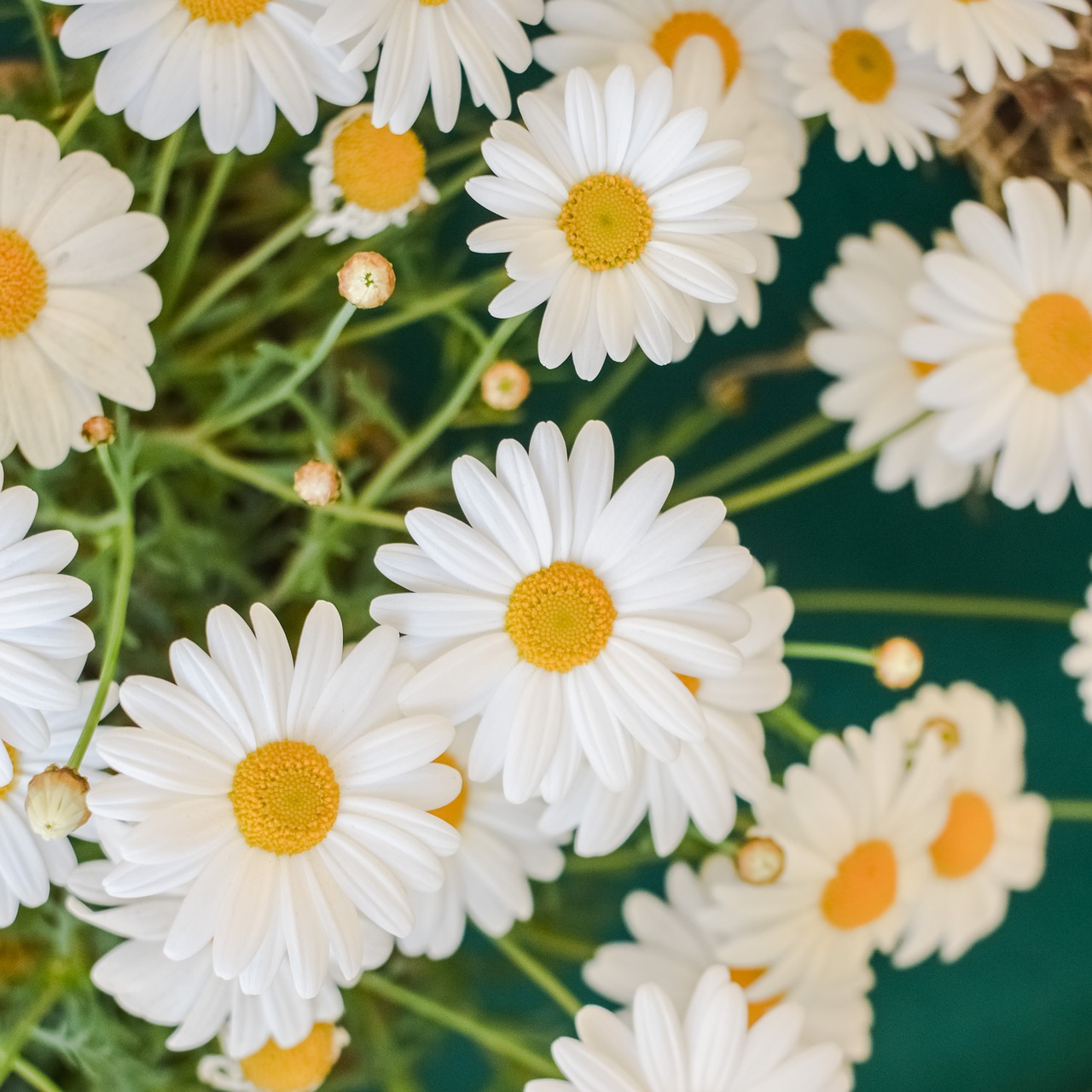 Daisy, Gėlė, Gamta, Pavasaris, Gėlių, Augalas, Balta, Žiedas, Geltona, Žiedlapis