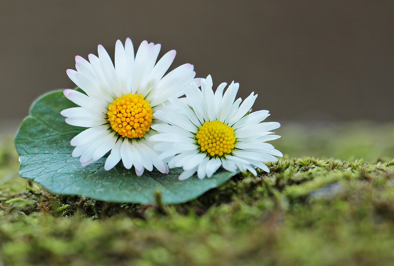 Daisy, Laukinės Vasaros Spalvos, Žalias, Pavasaris, Gėlės, Gamta, Laukinė Gėlė, Žydėti, Lapai, Samanos