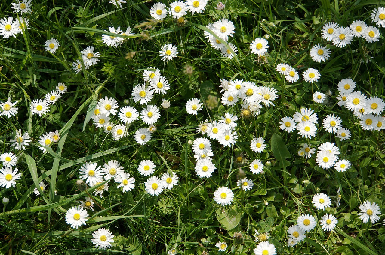 Daisy, Pieva, Gėlių Pieva, Gėlės, Pavasaris, Gamta, Žalias, Balta, Uždaryti, Žolė