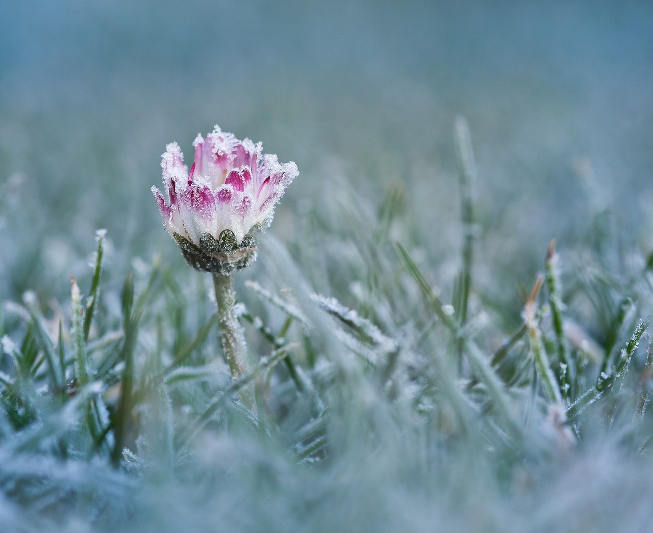 Daisy, Šaltis, Šaltas, Ledas, Eiskristalio, Balta, Gėlė, Augalas, Žąsų Gėlė, Gamta