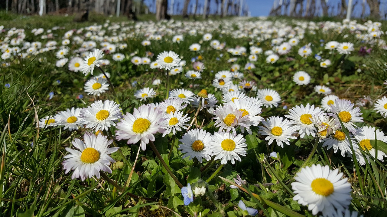 Daisy, Pieva, Uždaryti, Pavasaris, Gėlės, Gėlių Pieva, Gamta, Žalias, Laukinės Vasaros Spalvos, Balta