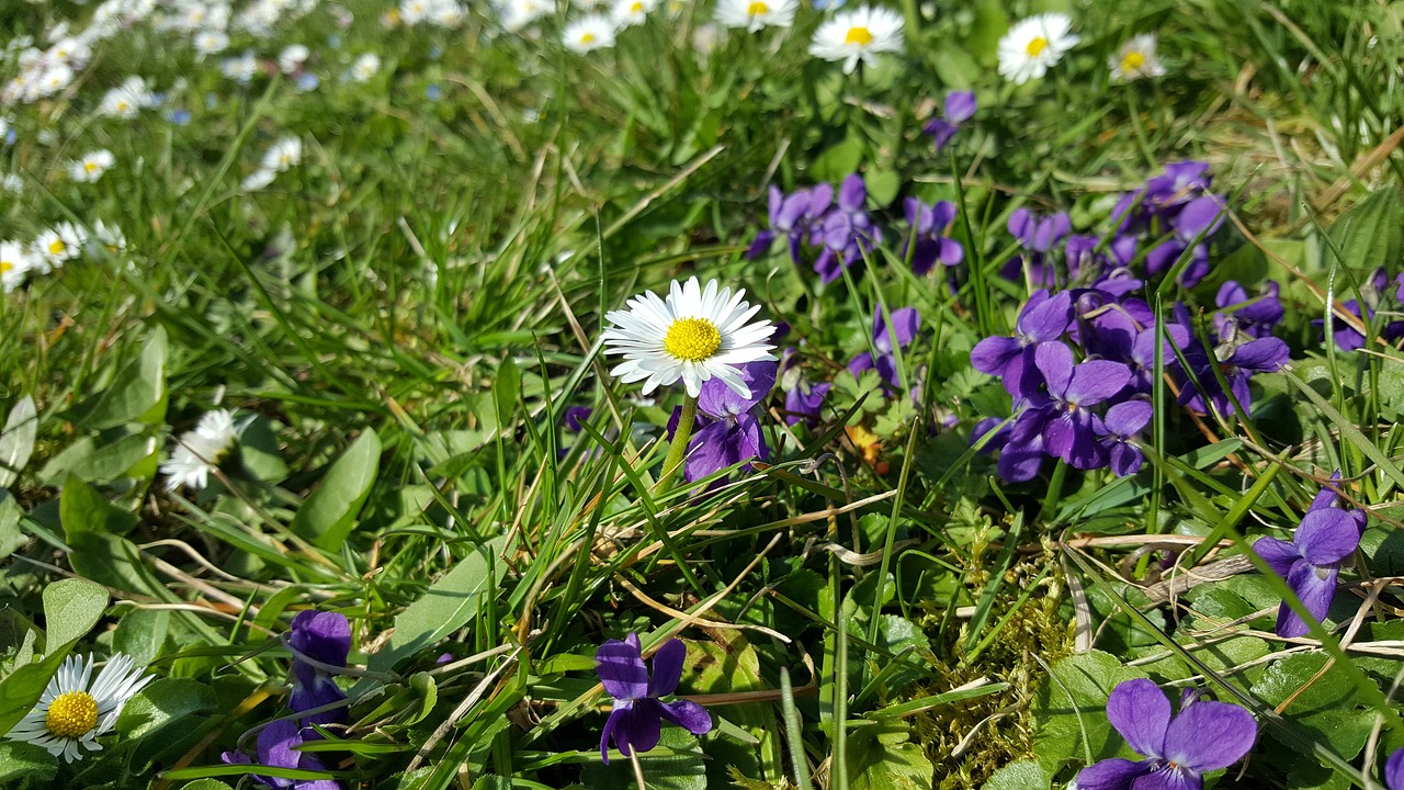 Daisy, Rozės, Pavasaris, Gėlė, Augalas, Gamta, Žiedas, Žydėti, Balta, Uždaryti