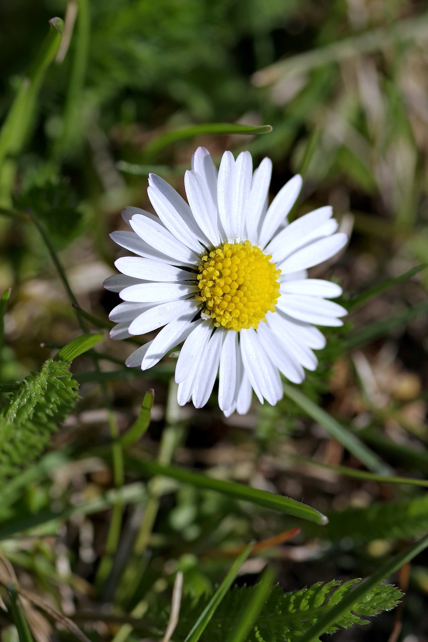 Daisy, Vienas, Gėlė, Mažas, Žolė, Pieva, Pavasaris, Balti Dribsniai, Geltona, Makro