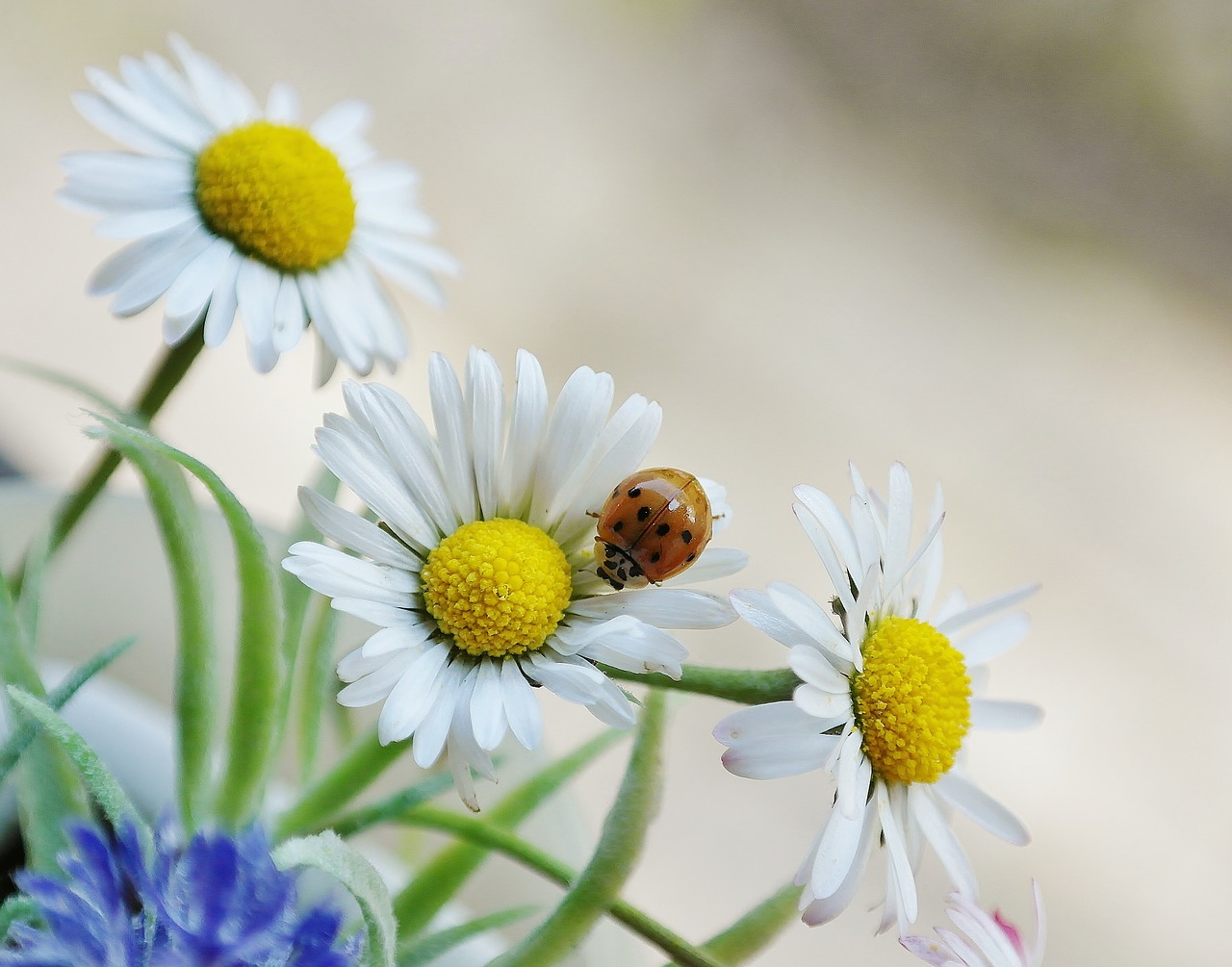 Daisy, Gėlė, Žiedas, Žydėti, Vabalas, Boružė, Balta, Bellis Filosofija, Daugiametė Daisy, Tausendschön