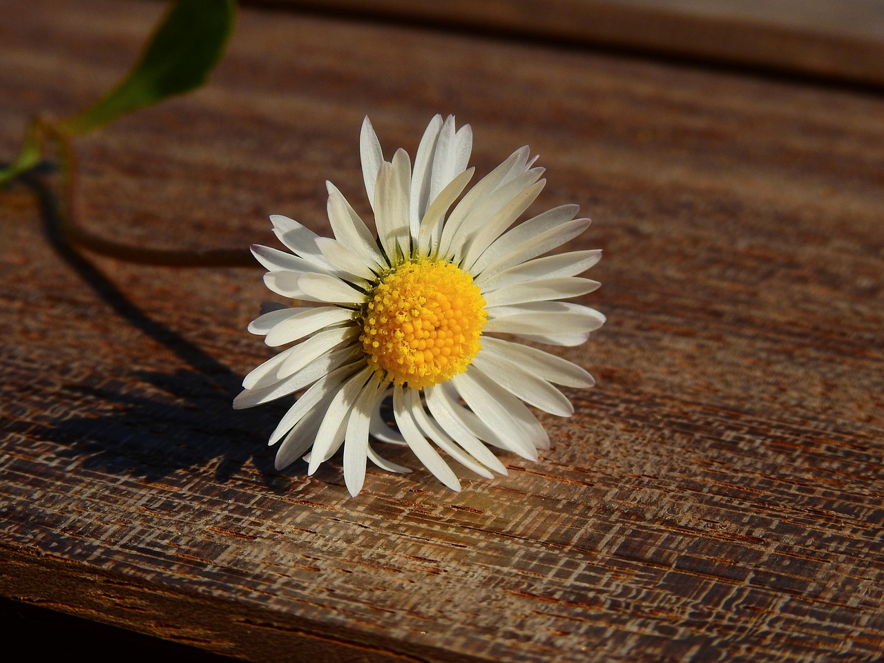 Daisy, Gėlės, Gamta, Žydėti, Pavasaris, Aštraus Gėlė, Žiedas, Žydėti, Balta, Nemokamos Nuotraukos