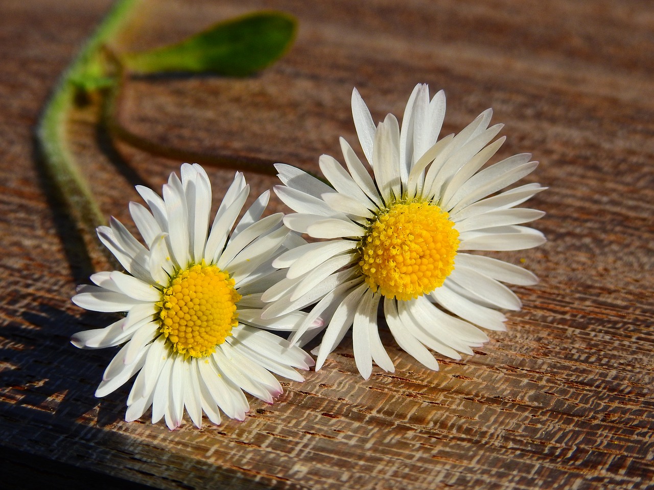 Daisy, Gėlės, Gamta, Žydėti, Pavasaris, Aštraus Gėlė, Žiedas, Žydėti, Balta, Nemokamos Nuotraukos