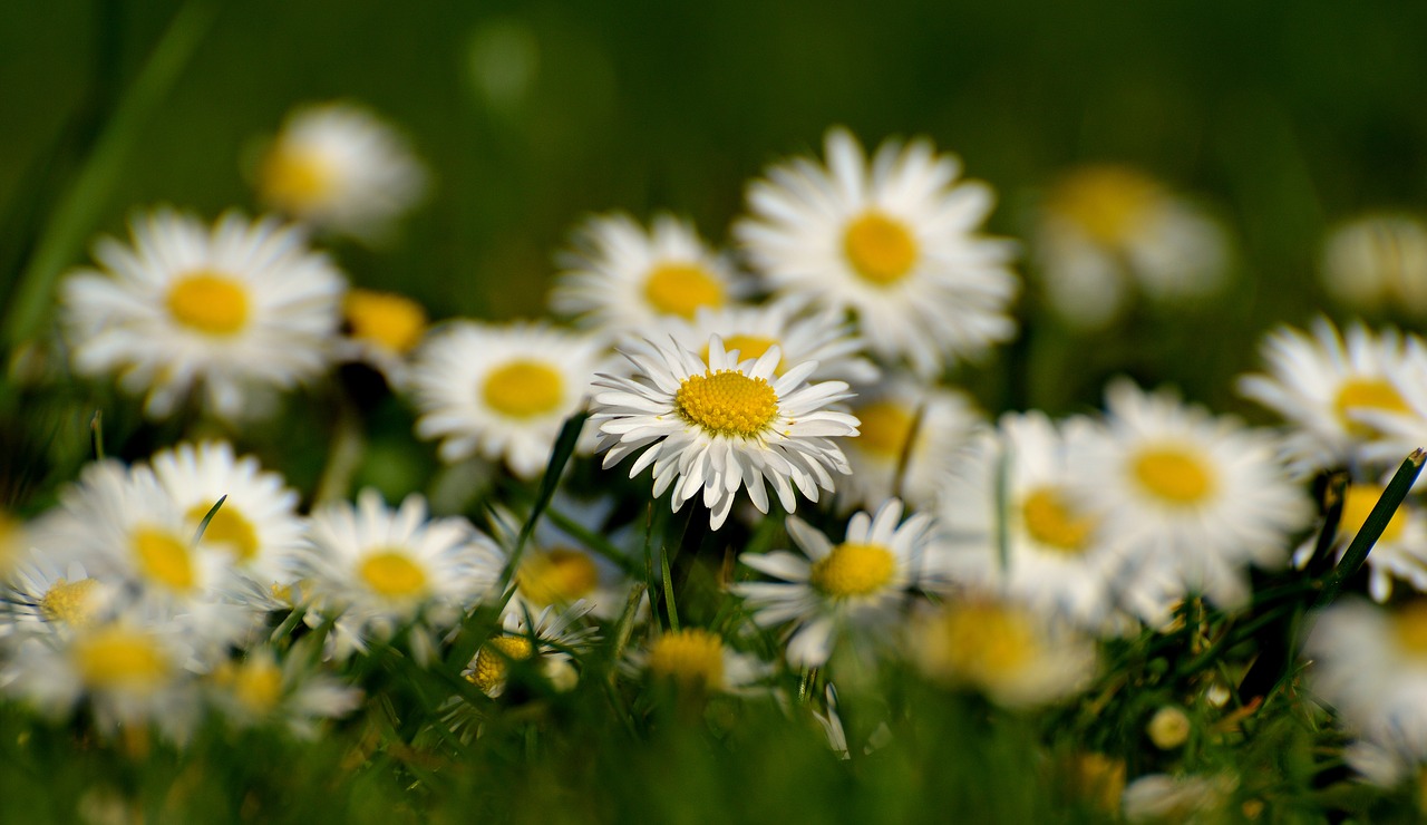 Daisy, Pieva, Žydėti, Gėlės, Pavasaris, Balta, Gamta, Gėlių Pieva, Žolė, Laukinės Vasaros Spalvos