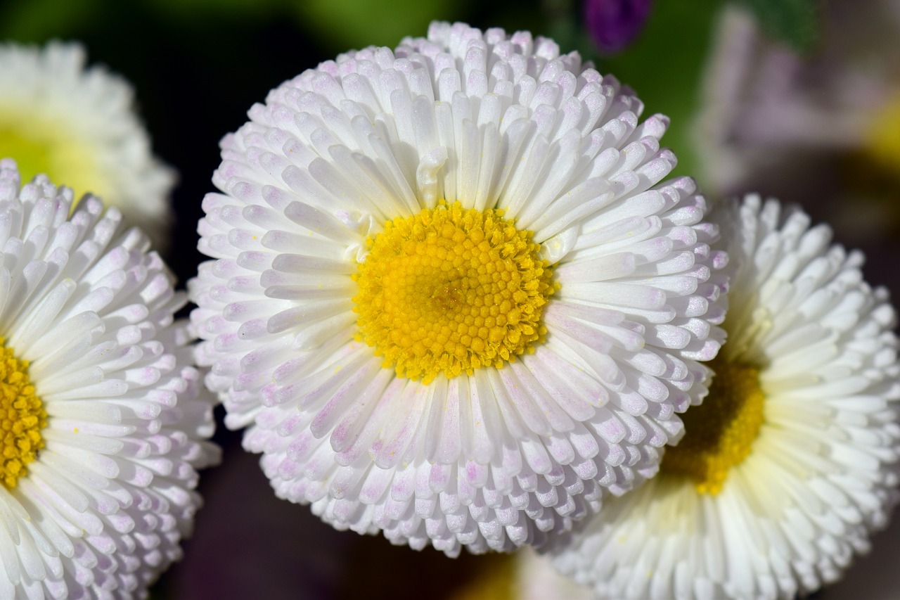 Daisy, Balta, Gėlė, Žiedas, Žydėti, Augalas, Pavasaris, Spalvinga, Spalva, Makro