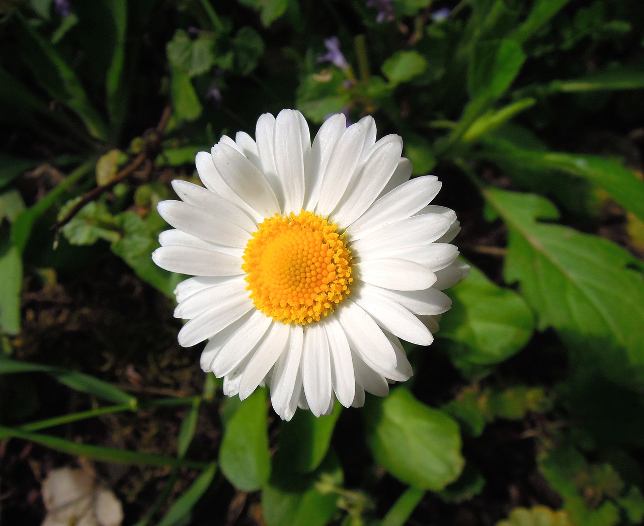 Daisy, Gėlė, Balta, Balta Gėlė, Augalas, Pavasario Gėlė, Nemokamos Nuotraukos,  Nemokama Licenzija