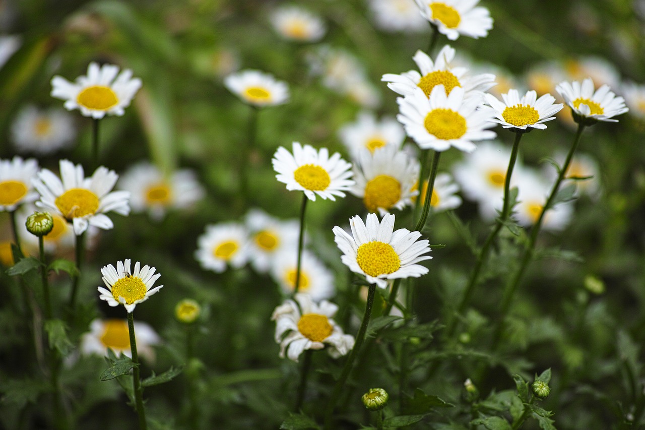 Daisy, Gėlė, Sodas, Gamta, Gėlės, Gražus, Žalias, Žalias Laukas, Spalva, Augalas