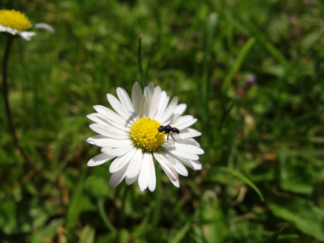 Daisy, Gėlė, Žiedas, Žydėti, Pieva, Vasara, Žydėti, Skraidantis Antkas, Nemokamos Nuotraukos,  Nemokama Licenzija