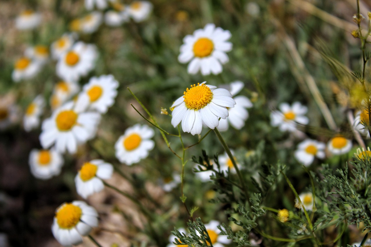 Daisy, Gamta, Gėlė, Žalias, Augalas, Nemokamos Nuotraukos,  Nemokama Licenzija