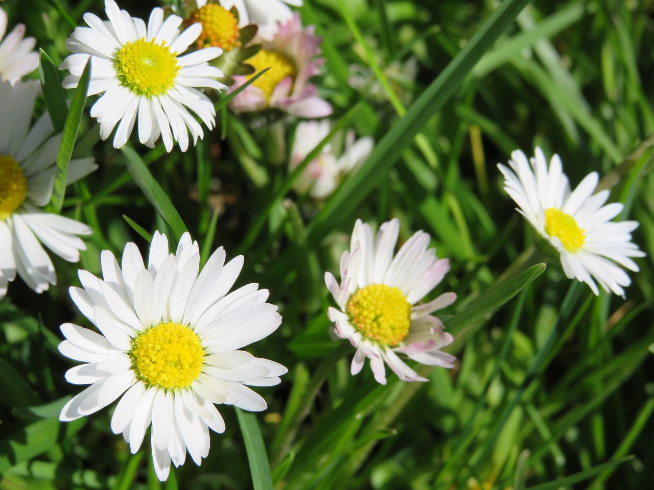 Daisy, Pieva, Žolė, Žalias, Gėlės, Pavasaris, Gamta, Gėlių Pieva, Balta, Laukinės Vasaros Spalvos