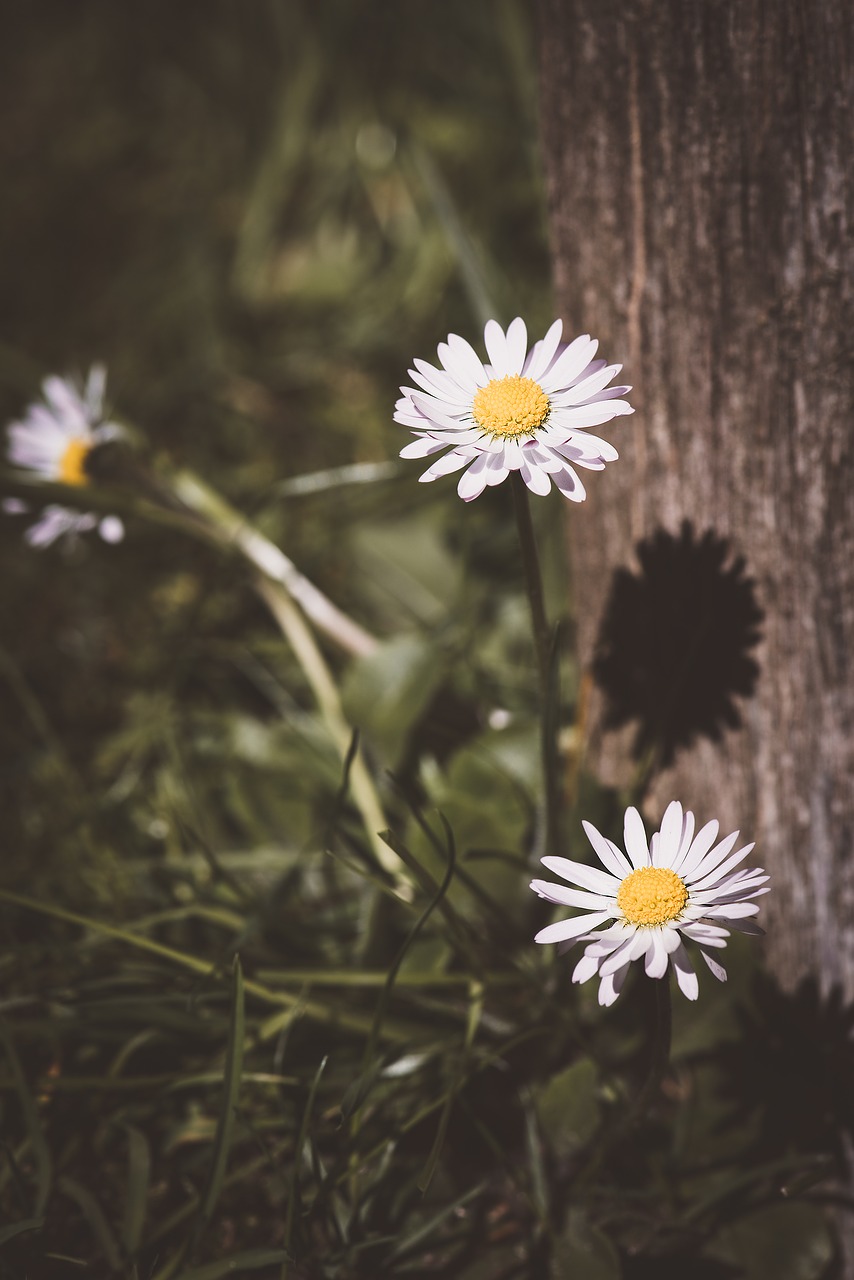 Daisy, Laukinės Vasaros Spalvos, Gėlė, Pavasaris, Pieva, Gamta, Balta, Vasara, Žolė, Uždaryti