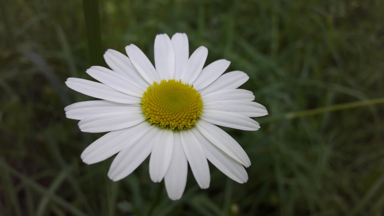 Daisy, Gėlė, Laukas, Žiedlapiai, Geltona, Balta, Gamta, Pavasaris, Tvirtas, Žydėjimas