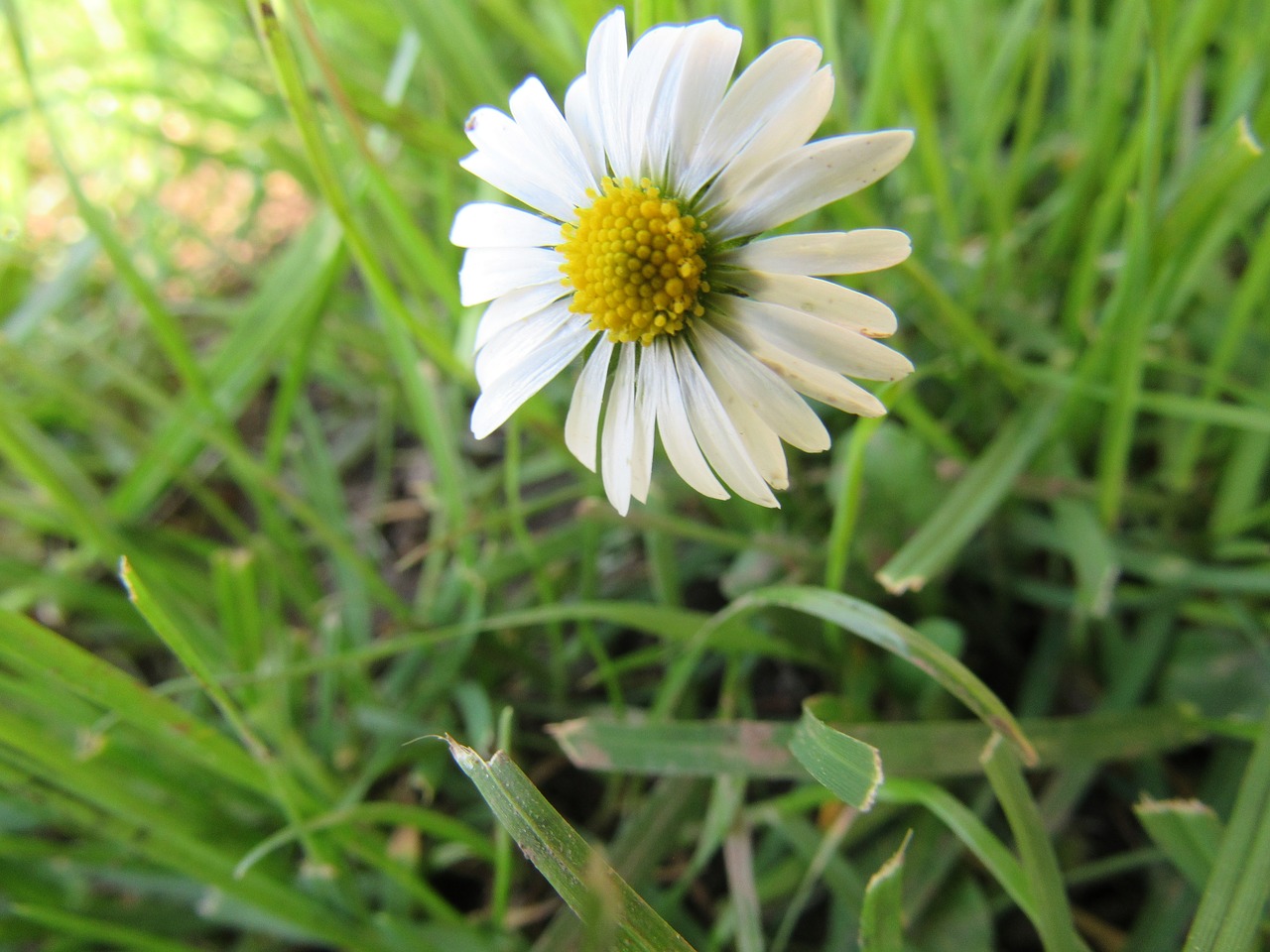 Daisy, Gėlė, Gamta, Žiedas, Žydėti, Nemokamos Nuotraukos,  Nemokama Licenzija