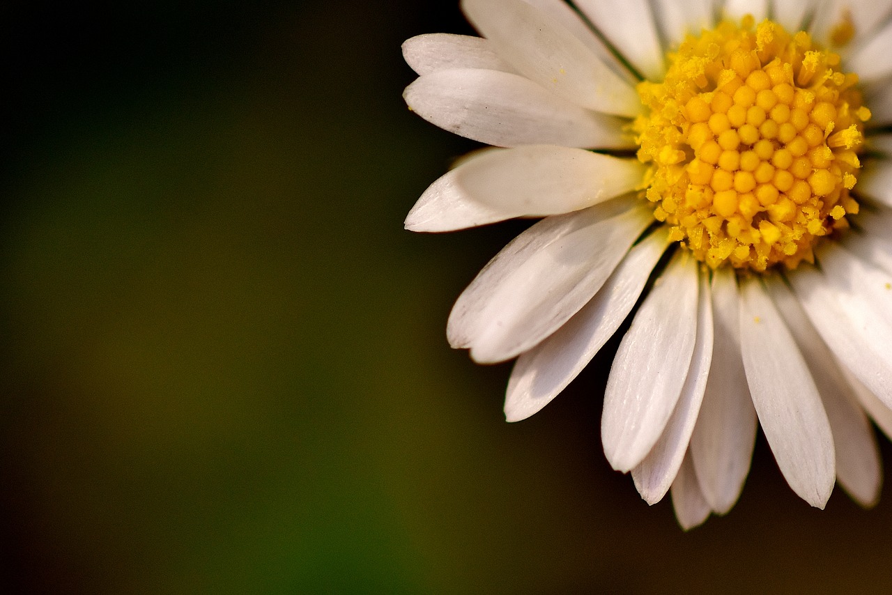 Daisy, Balta, Sodas, Žiedas, Žydėti, Aštraus Gėlė, Nemokamos Nuotraukos,  Nemokama Licenzija