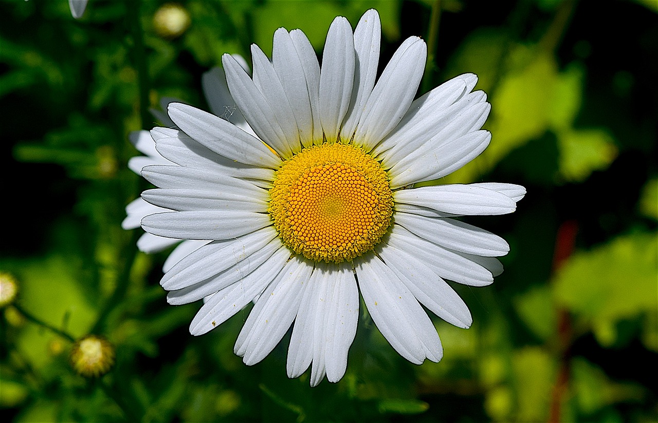 Daisy, Gėlė, Gėlių, Gamta, Pavasaris, Augalas, Balta, Natūralus, Žydėti, Geltona