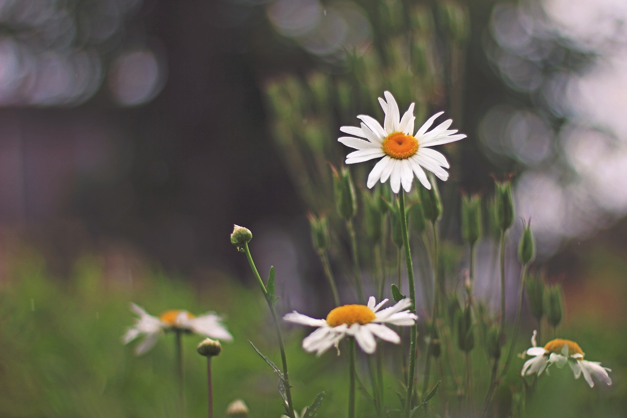 Daisy, Gėlė, Sodas, Gamta, Pavasaris, Vasara, Augalas, Balta, Gėlių, Natūralus