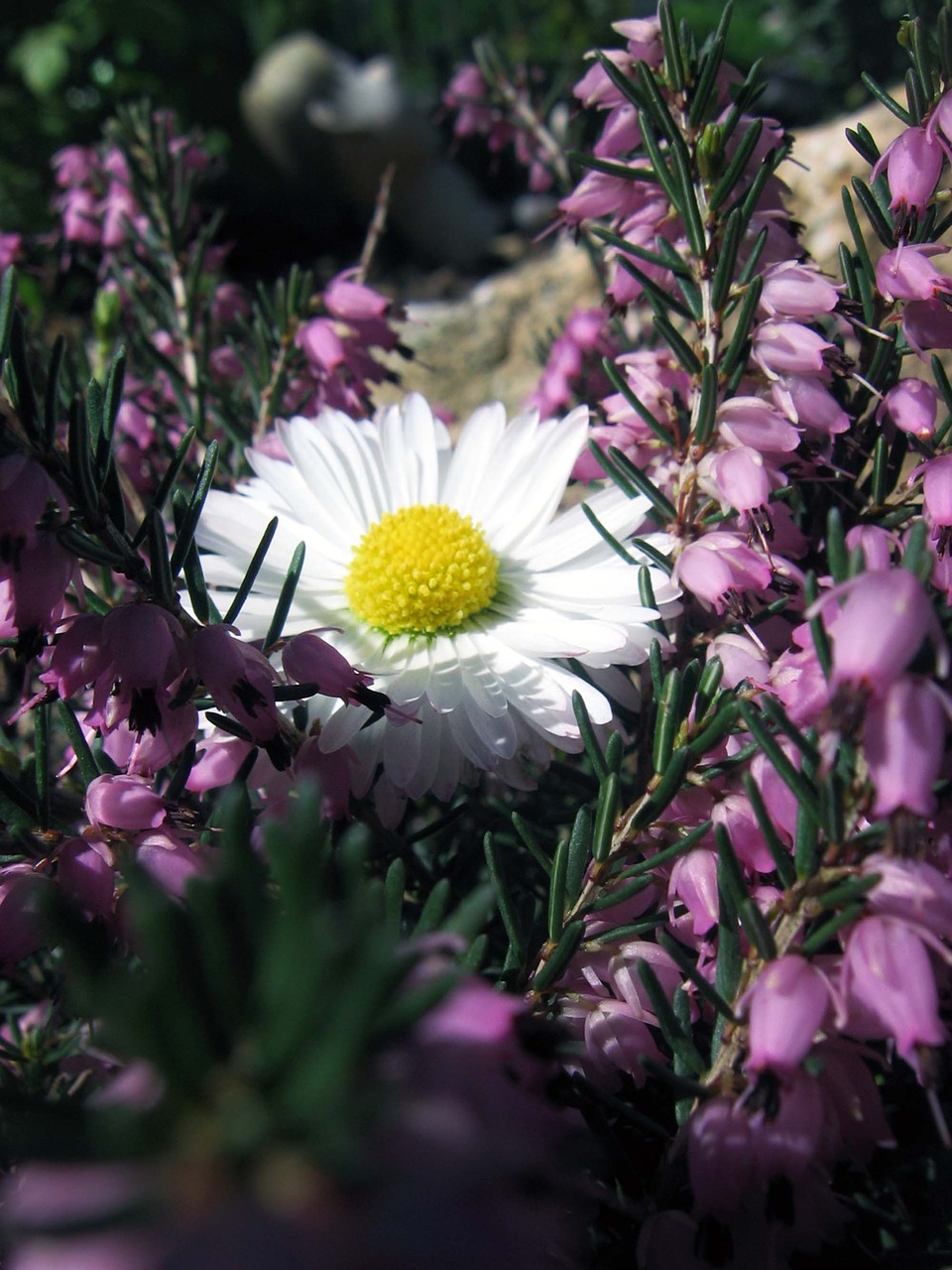 Daisy, Marguerite, Gėlė, Augalas, Priroda, Balta, Žiedlapiai, Nemokamos Nuotraukos,  Nemokama Licenzija