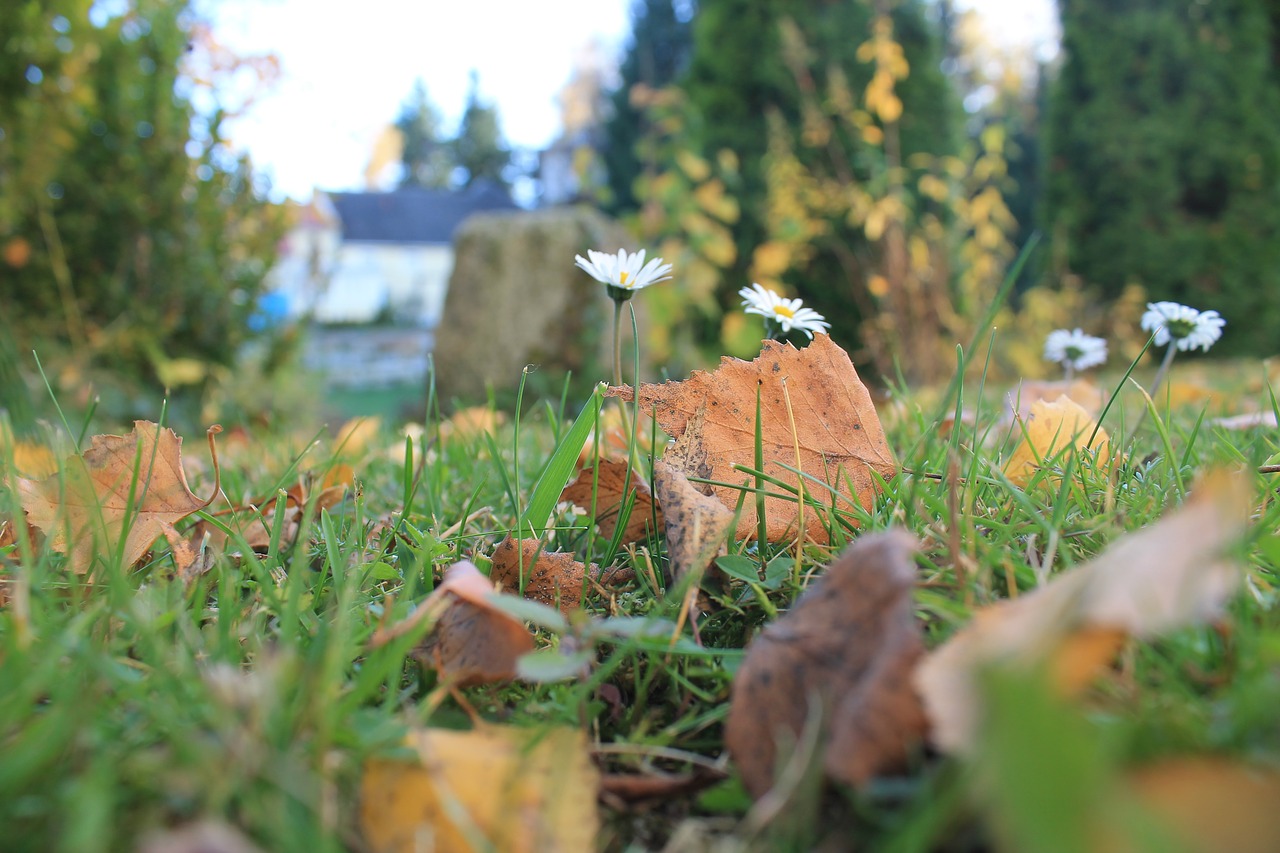 Daisy, Ruduo, Lapai, Pieva, Gėlė, Gamta, Uždaryti, Sodas, Vasara, Balta