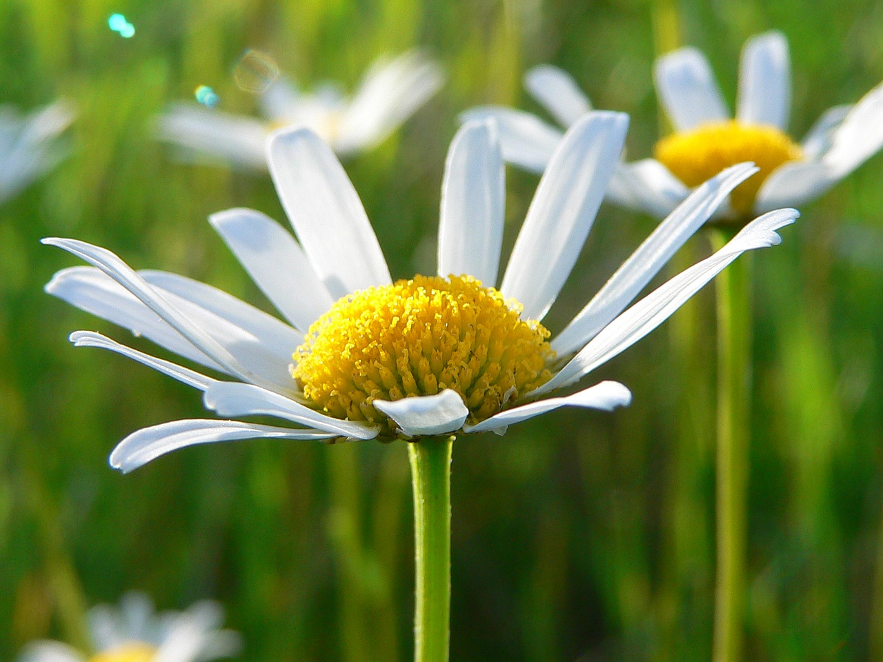 Daisy, Gėlė, Gamta, Pavasaris, Žydėjimas, Makro, Nemokamos Nuotraukos,  Nemokama Licenzija