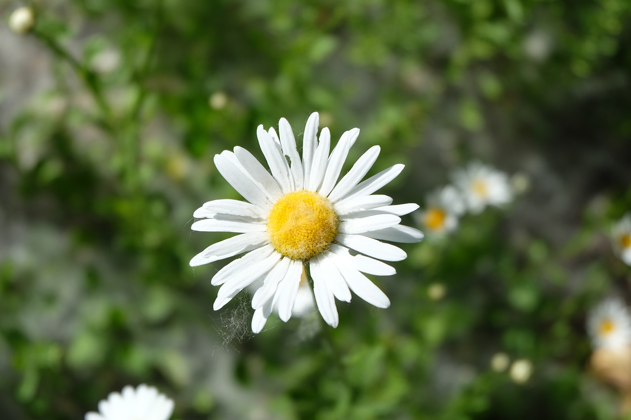 Daisy, Pūkuotukas, Sodas, Gėlė, Augalas, Žalumos, Vasara, Gražus, Žalias, Gamta