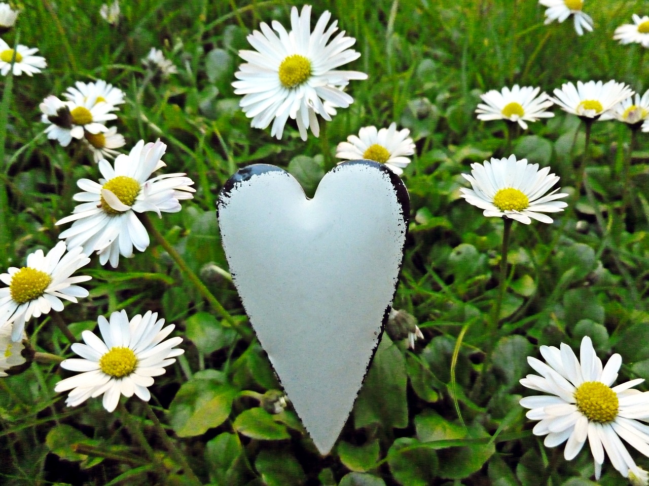 Daisy, Tausendschön, Bellis Filosofija, Kompozitai, Širdis, Meilė, Simbolis, Balta, Meilė, Jausmai