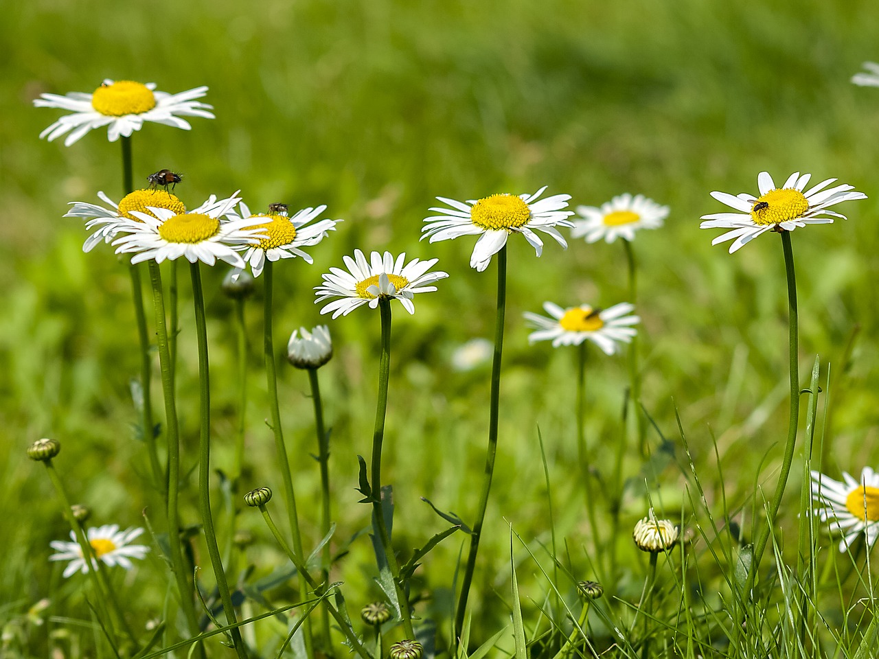 Daisy, Gėlė, Gamta, Nemokamos Nuotraukos,  Nemokama Licenzija