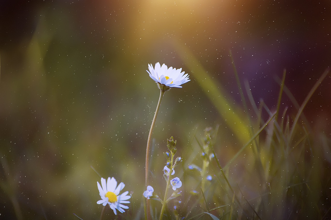 Daisy, Aštraus Gėlė, Gėlė, Pieva, Žiedas, Žydėti, Baltas Žiedas, Gamta, Laukinė Gėlė, Žydėti