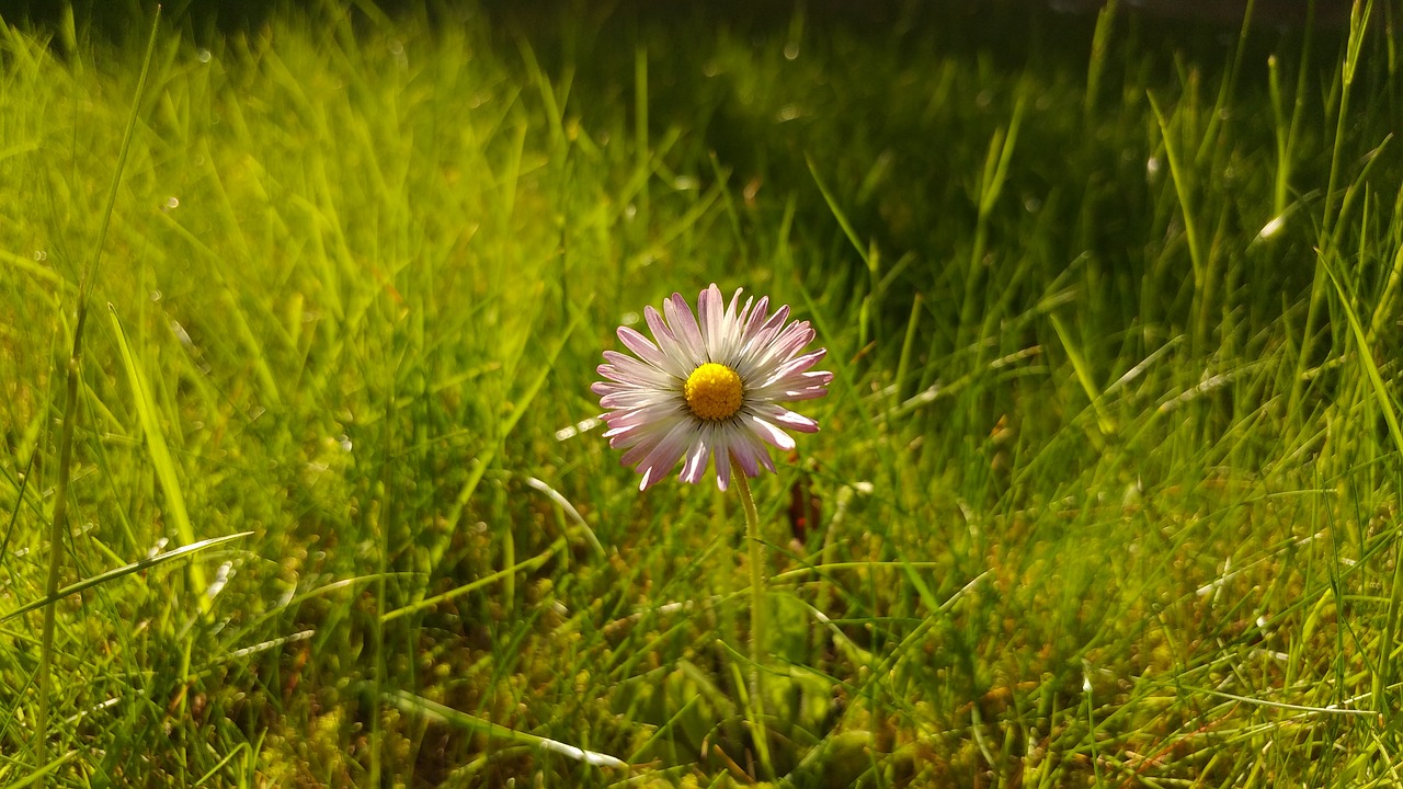 Daisy, Gėlė, Žolė, Pieva, Pavasaris, Uždaryti, Gamta, Augalas, Nemokamos Nuotraukos,  Nemokama Licenzija