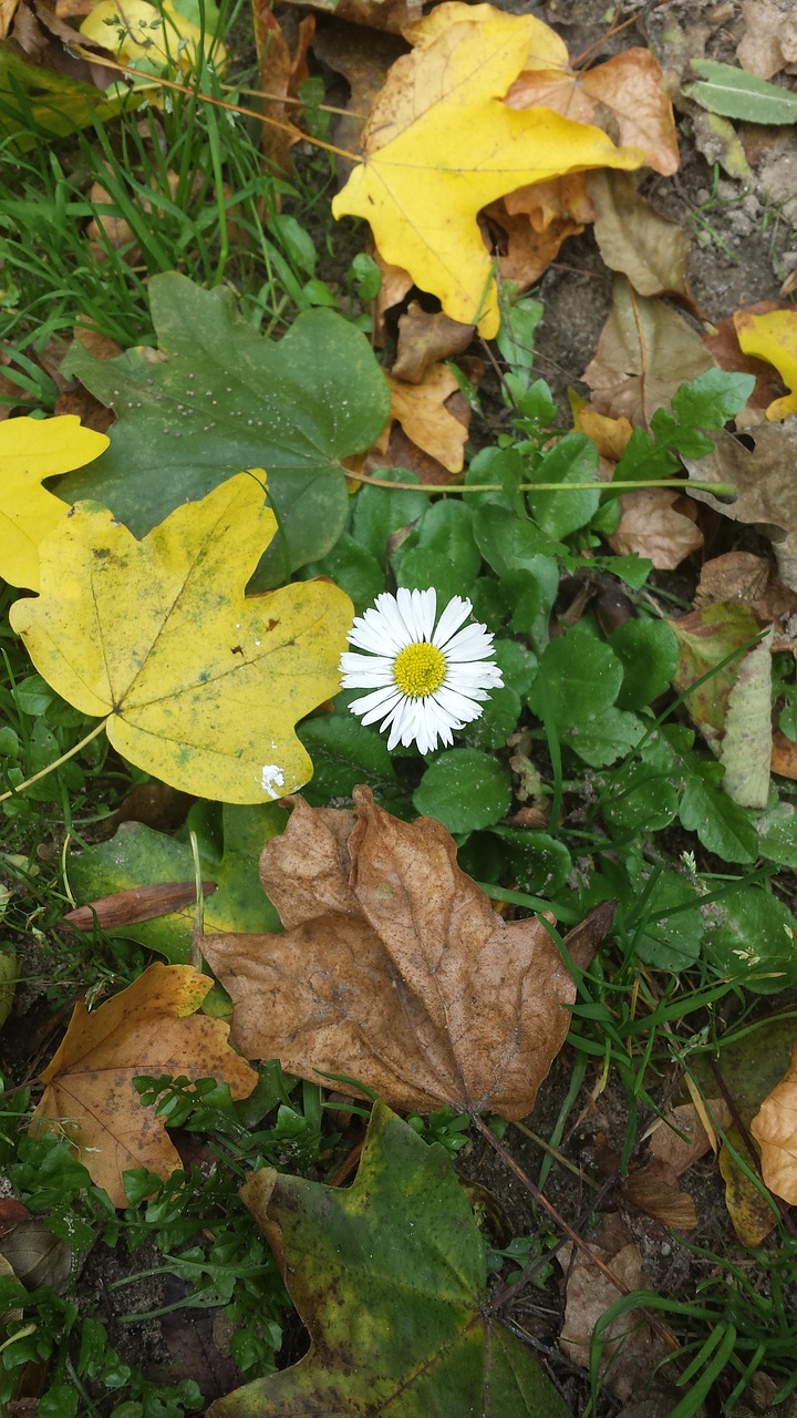 Daisy, Lapai, Gamta, Gėlė, Žiedas, Žydėti, Lapai, Nemokamos Nuotraukos,  Nemokama Licenzija