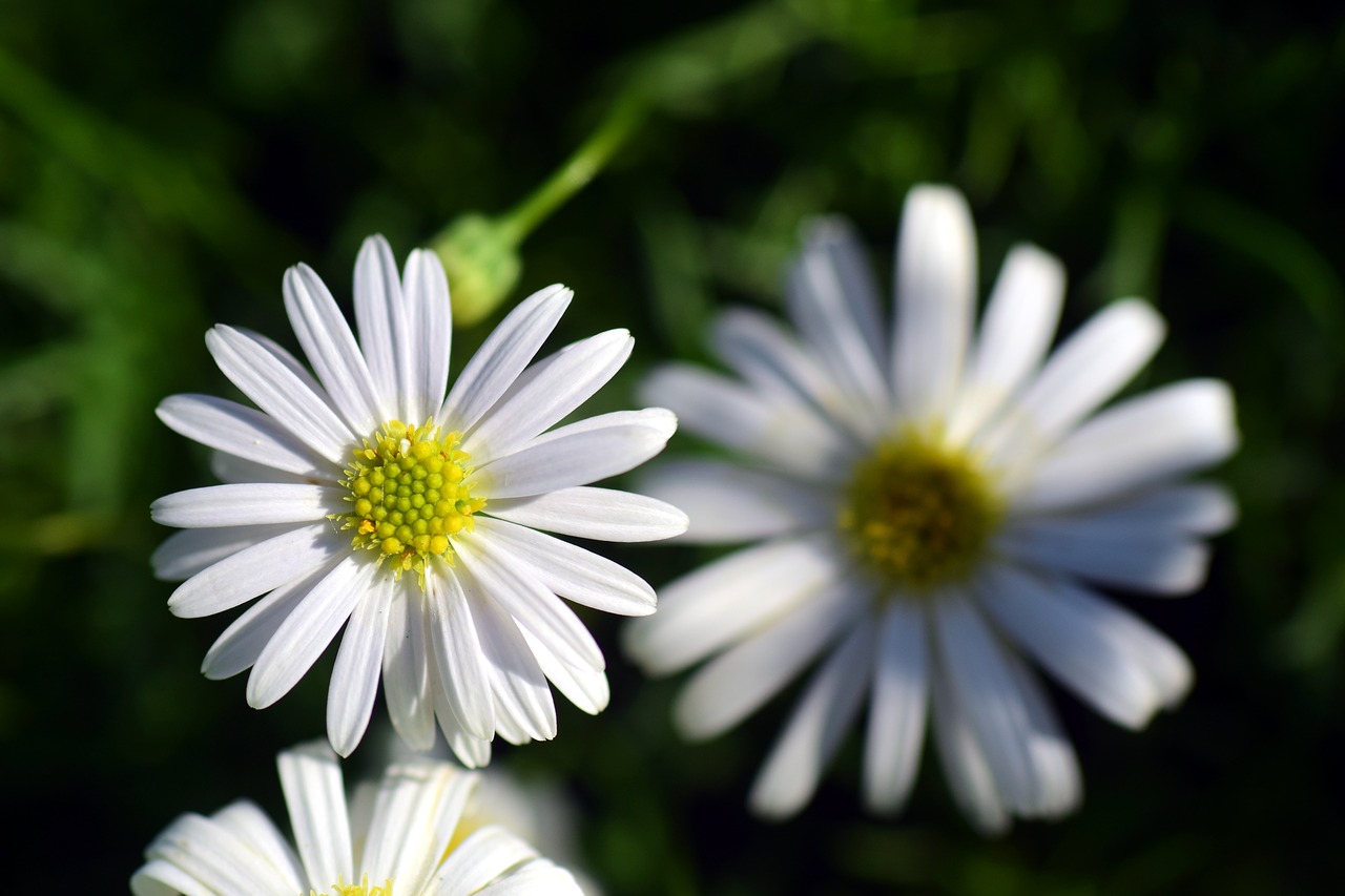 Daisy, Gėlių, Pavasaris, Gražus, Mažas, Balta, Geltona, Uždaryti, Šviesus, Pieva