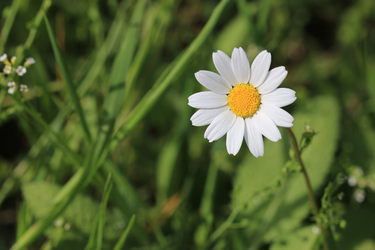 Daisy, Žalias, Gėlė, Gamta, Gražus, Gėlės, Augalas, Balta, Nemokamos Nuotraukos,  Nemokama Licenzija