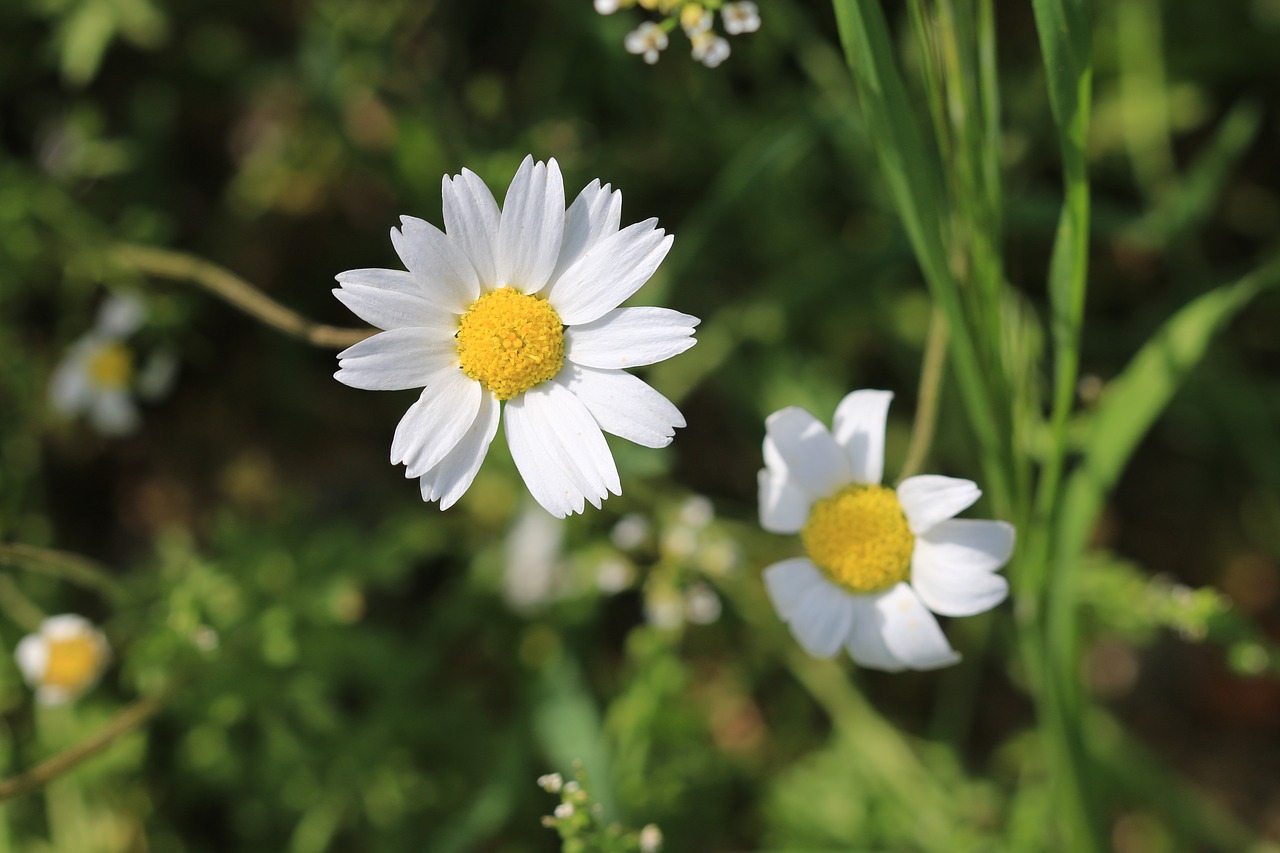 Daisy, Žalias, Gėlė, Gamta, Gražus, Gėlės, Augalas, Balta, Nemokamos Nuotraukos,  Nemokama Licenzija