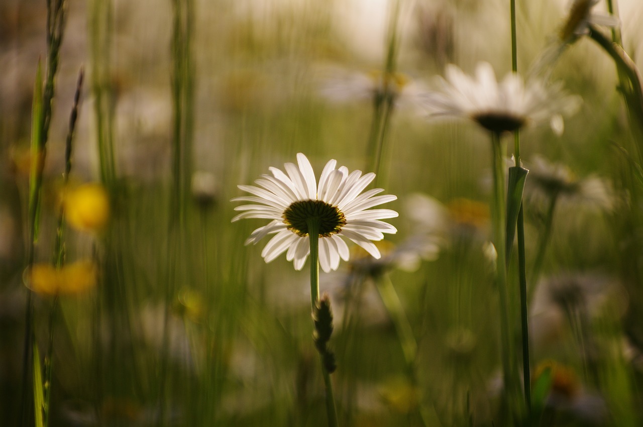 Daisy, Gėlė, Pieva, Augalas, Uždaryti, Pavasaris, Balta, Sodas, Žolė, Gamta