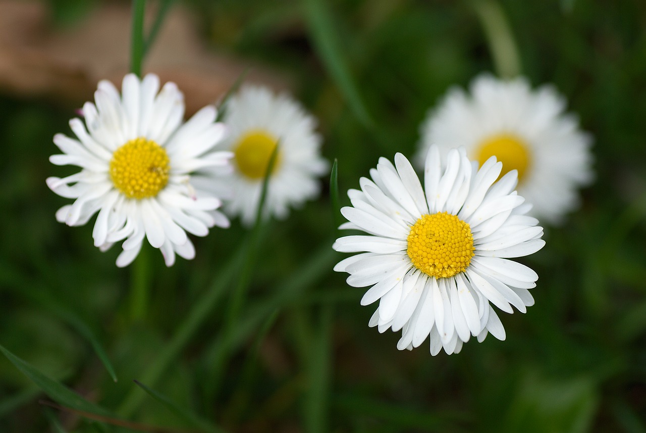 Daisy, Makro, Pieva, Vasara, Sodas, Lauke, Nahaufmahme, Bokeh, Augalas, Žiedas