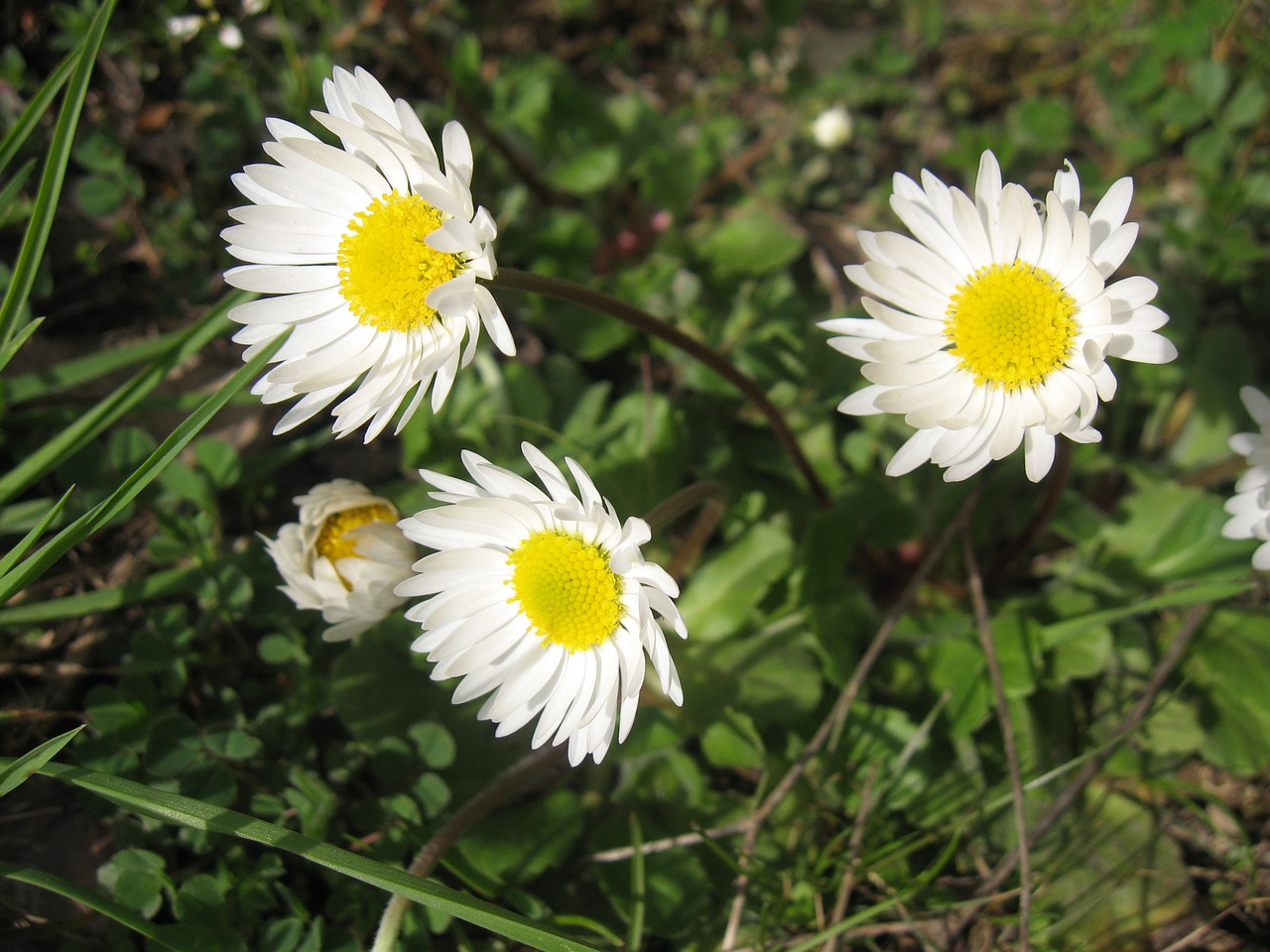 Daisy, Gėlė, Pavasaris, Gamta, Augalas, Natūralus, Gėlių, Balta, Pieva, Ramunė